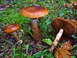 Cortinarius trivialis