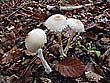 Lepiota clypeolaria