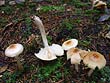 Hygrophorus discoideus