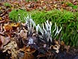 Xylaria hypoxylon