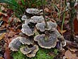 Trametes versicolor