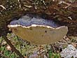 Phellinus pini