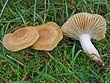 Hygrocybe pratensis