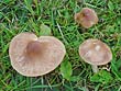 Hygrocybe colemanniana