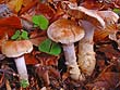 Cortinarius vulpinus