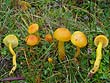 Hygrocybe citrina