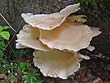 Pleurotus pulmonarius