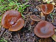 Lactarius camphoratus