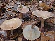 Clitocybe costata