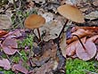 Marasmius cohaerens