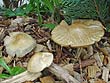 Agrocybe praecox