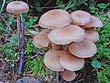 Collybia confluens