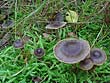 Cortinarius atrocoeruleus