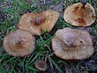 Paxillus rubicundulus