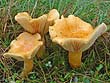 Lactarius porninsis