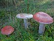 Russula sanguinaria