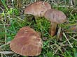 Tricholoma imbricatum