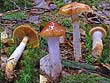 Cortinarius collinitus