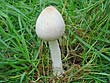 Macrolepiota heimii