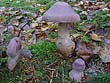 Cortinarius malachius