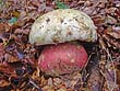 Boletus Satanas