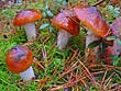 Cortinarius mucosus