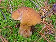 Suillus variegatus