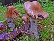 Cortinarius lividoochraceus