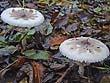 Macrolepiota konradii