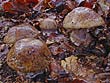 Cortinarius magicus