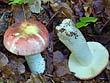 Russula aurora