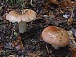 Russula vesca