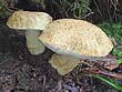 Gyroporus cyanescens