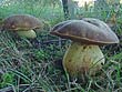 Boletus depilatus