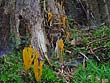 Calocera viscosa