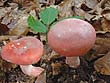 Russula rosea