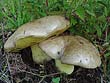 Boletus radicans