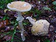 Amanita eliae