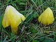 Hygrocybe acutoconica var. konradii