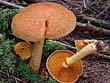 Gymnopilus junonius