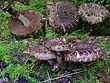 Psathyrella maculata