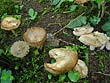 Entoloma sepium