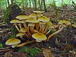 Armillaria mellea