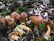 Cortinarius Lepr. bolaris