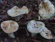 Lactarius glaucescens