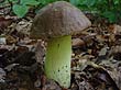 Boletus appendiculatus