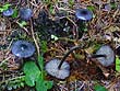 Entoloma lepidissimum