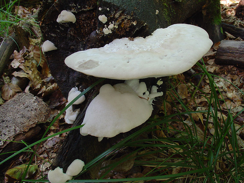 Oligoporus tephroleucus