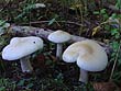 Tricholoma lascivum