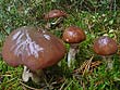 Suillus luteus